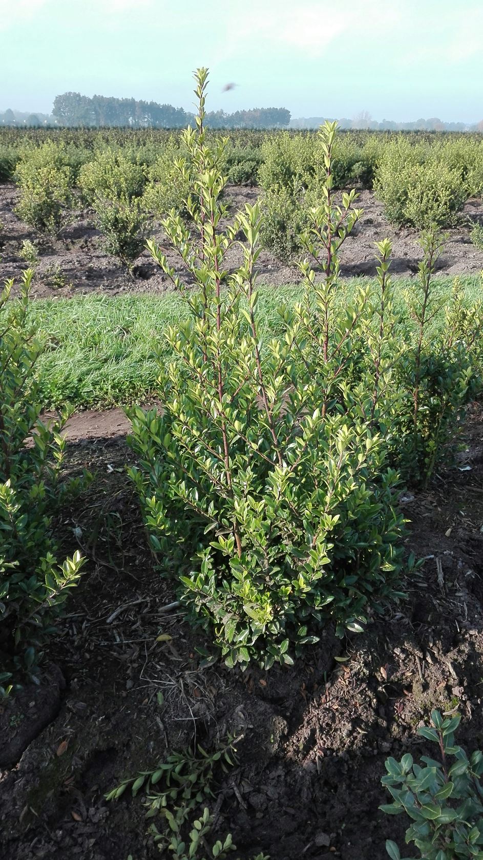 Ilex crenata 'Green Hedge' - motte de terre - 60-80 cm