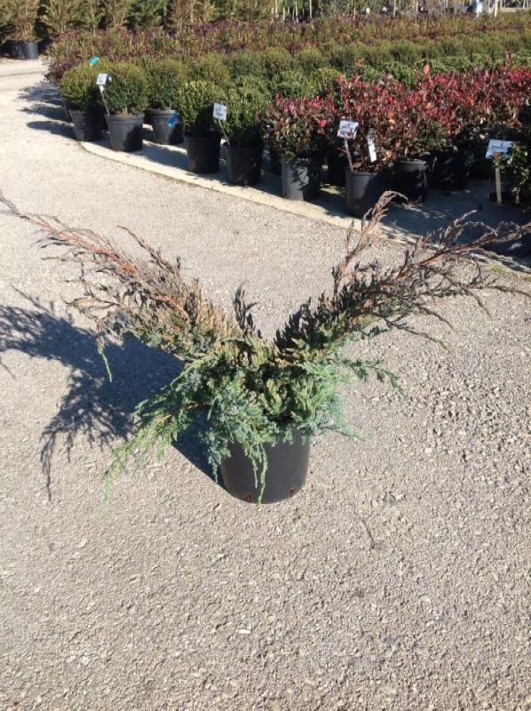 Juniperus squamata 'Blue Carpet' - pot 10L - 50-60 cm