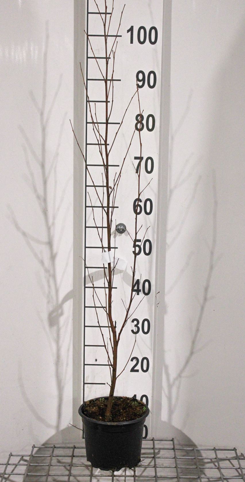 Betula pendula - pot 2L - 80-100 cm