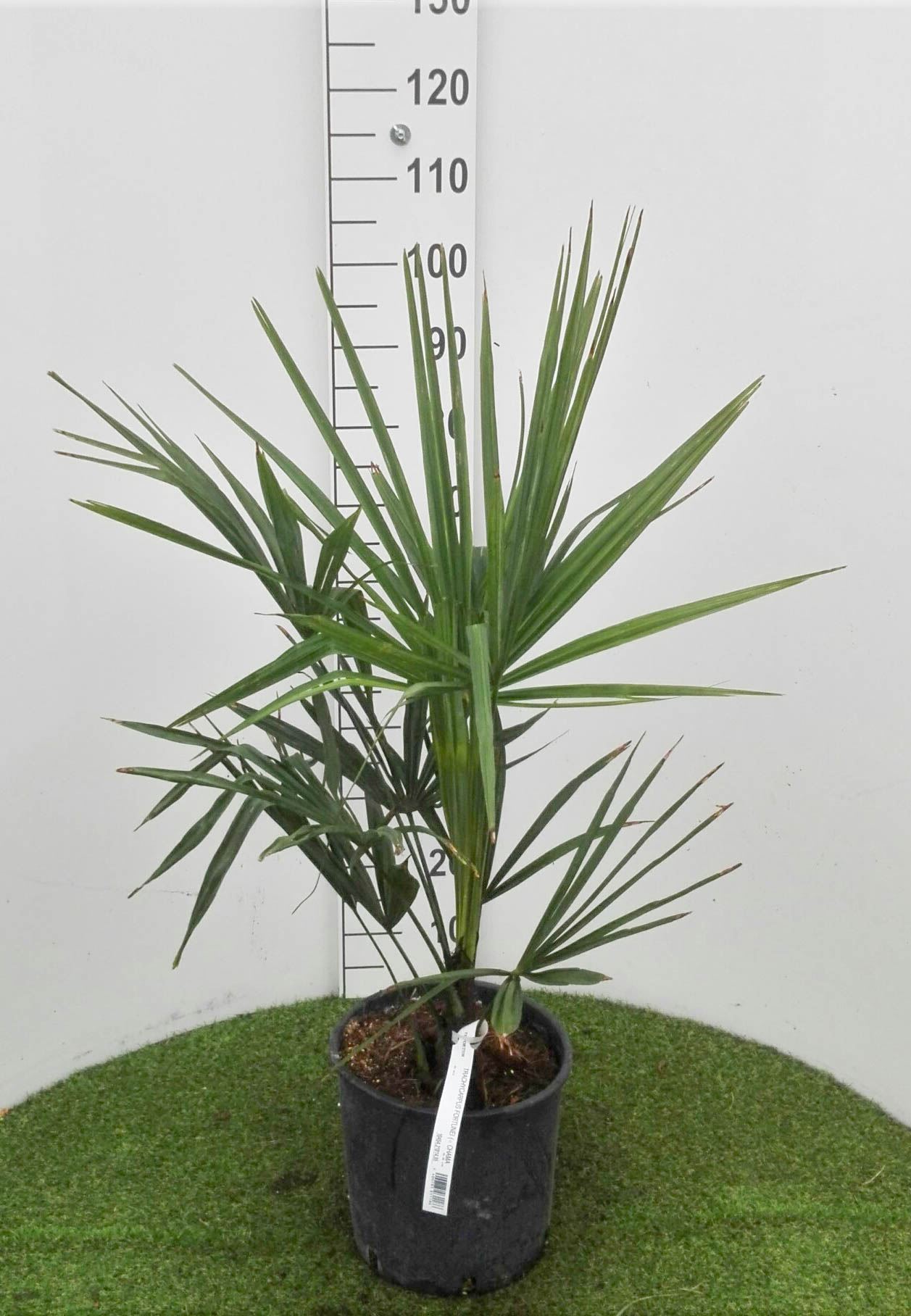 Trachycarpus fortunei - pot 10L - 50-60 cm