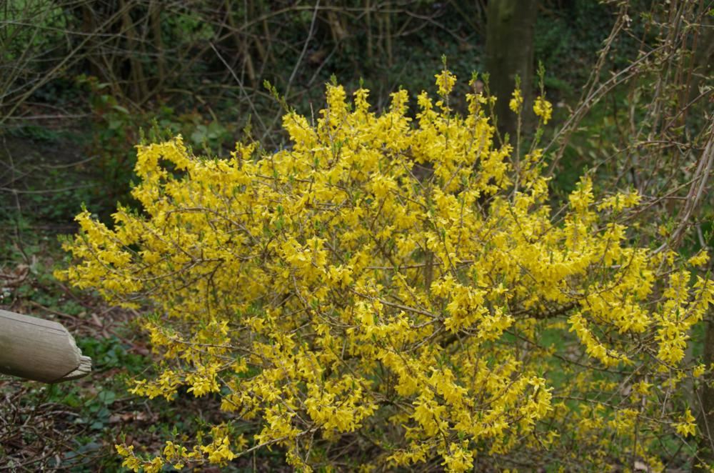 Plantenfiche-Forsythia-Courtasol-Gold-Tide-Maree-d-Or-
