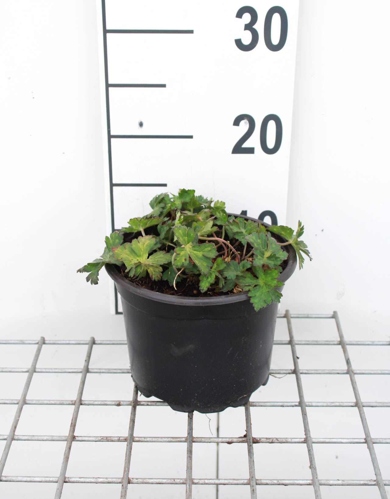 Geranium 'Gerwat' (Rozanne) - pot 2L