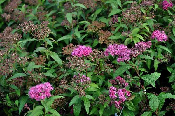 Spiraea japonica 'Anthony Waterer' - racines nues - 25-30 cm - 3-5 branches