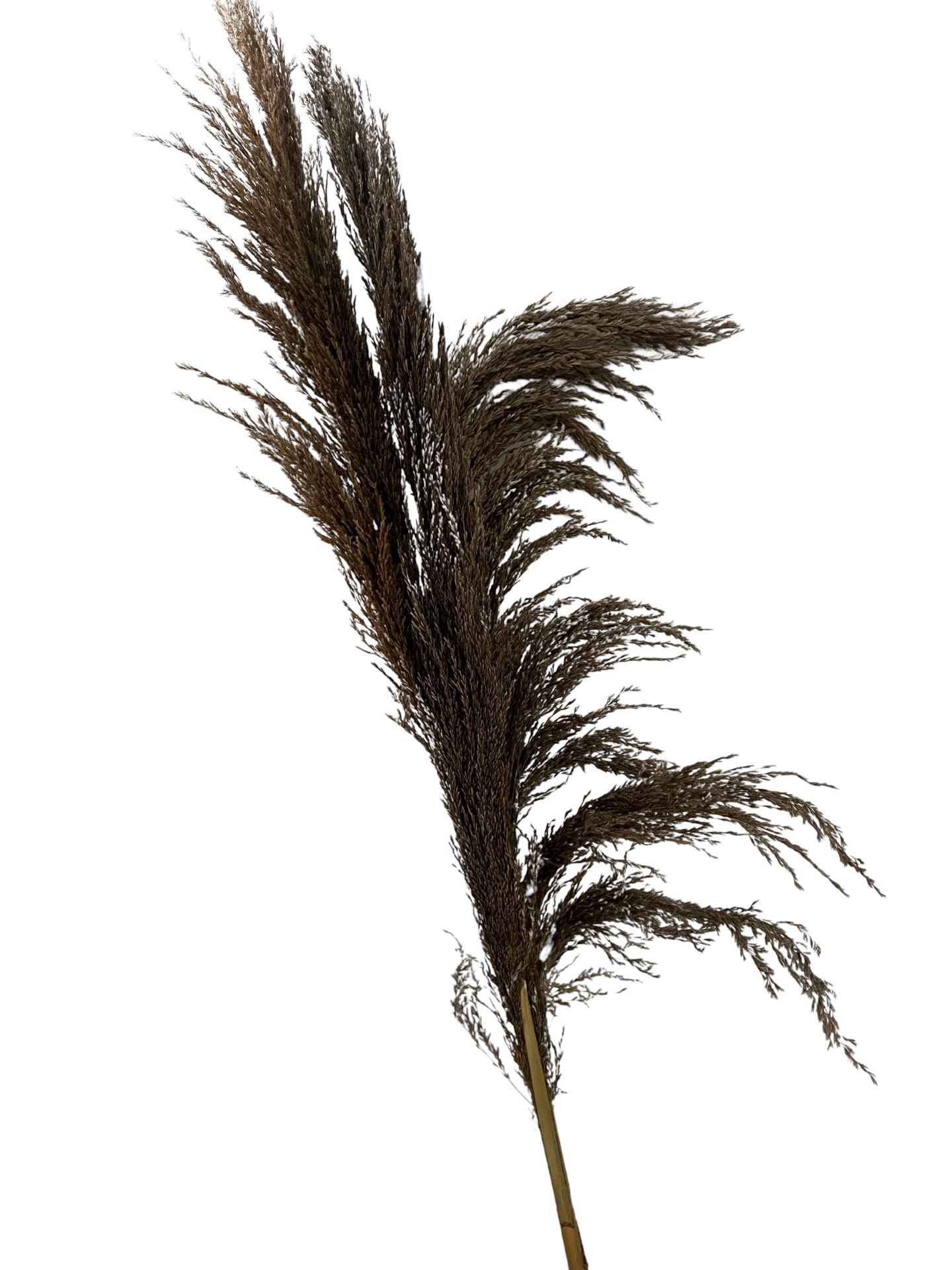 Pampas-grass-Mace-115-117cm-3stuks-naturel