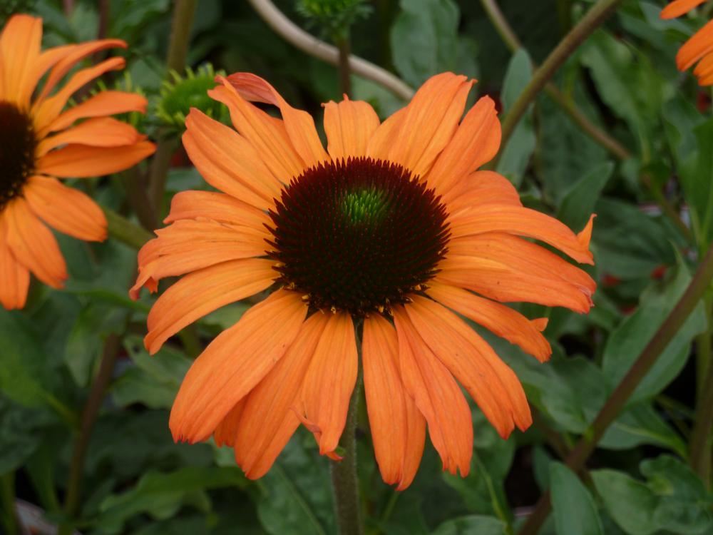 Plantenfiche-Echinacea-Tangerine-Dream-