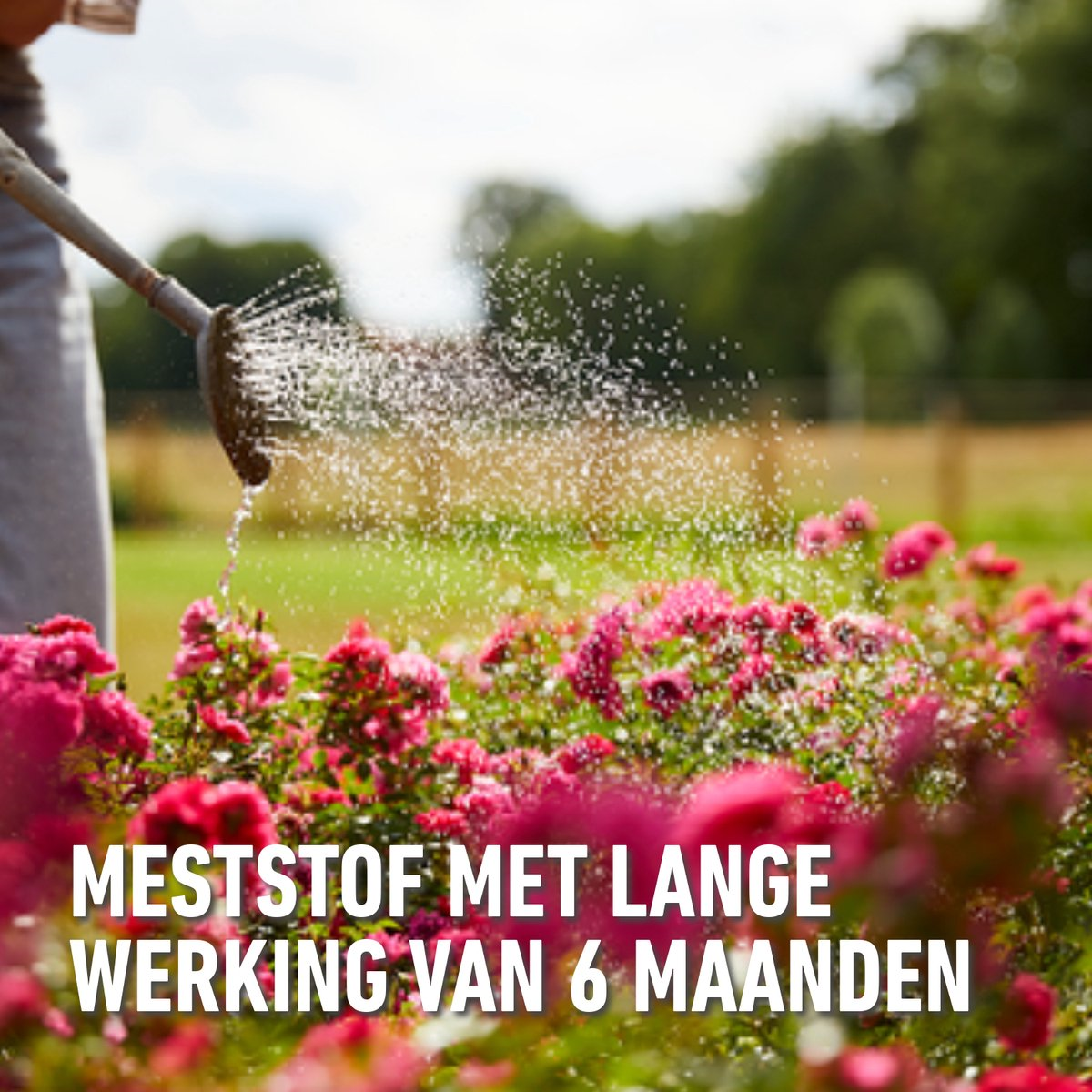 Compo rozen meststof - 2kg