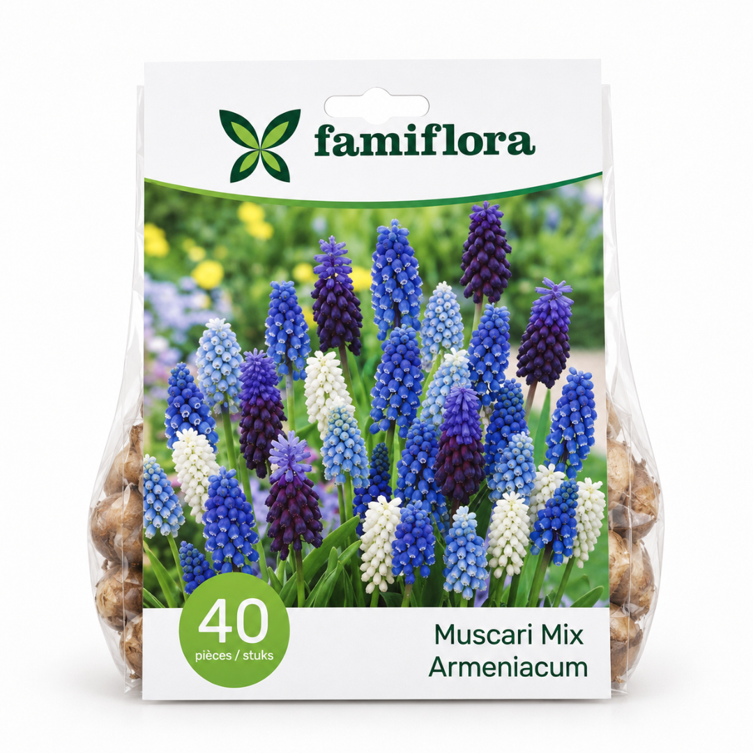 Famiflora Muscari Mix - Voorjaarsbloeiers - 40 bloembollen