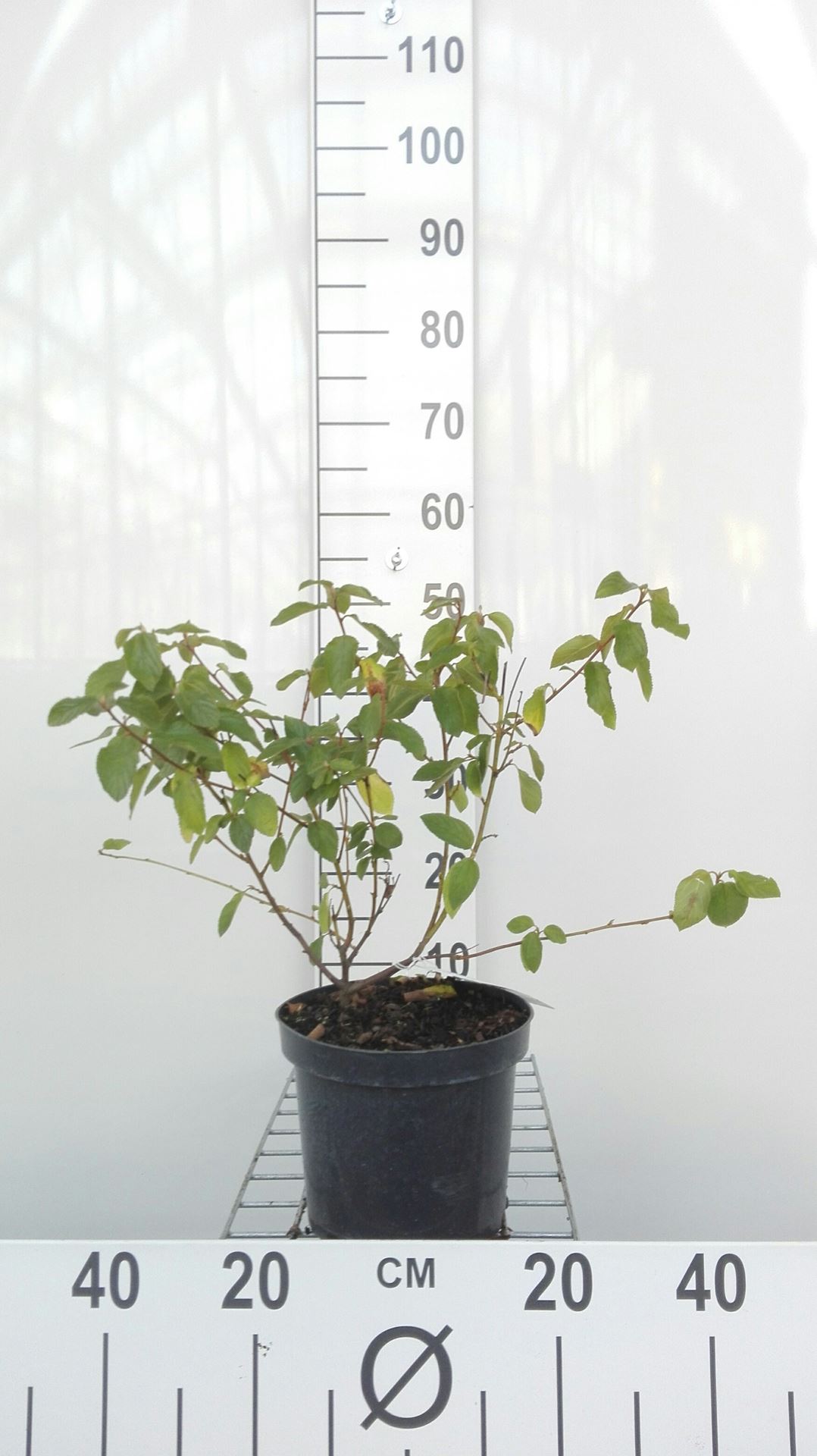 Ceanothus x delilianus 'Gloire de Versailles' - pot - 40-50 cm
