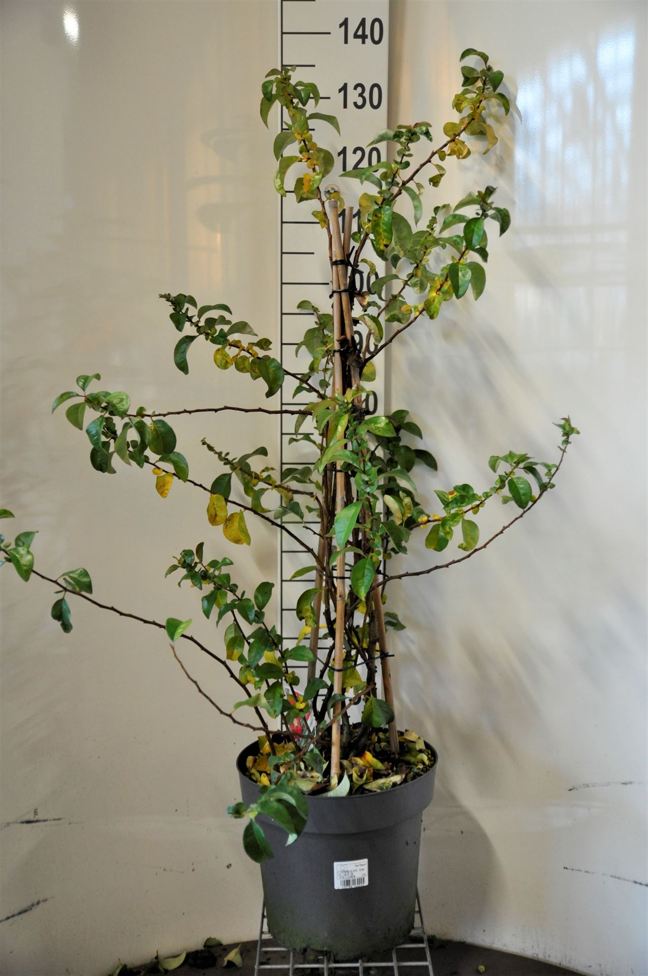 Chaenomeles speciosa 'Scarlet Storm' - pot 12L - 100-125 cm