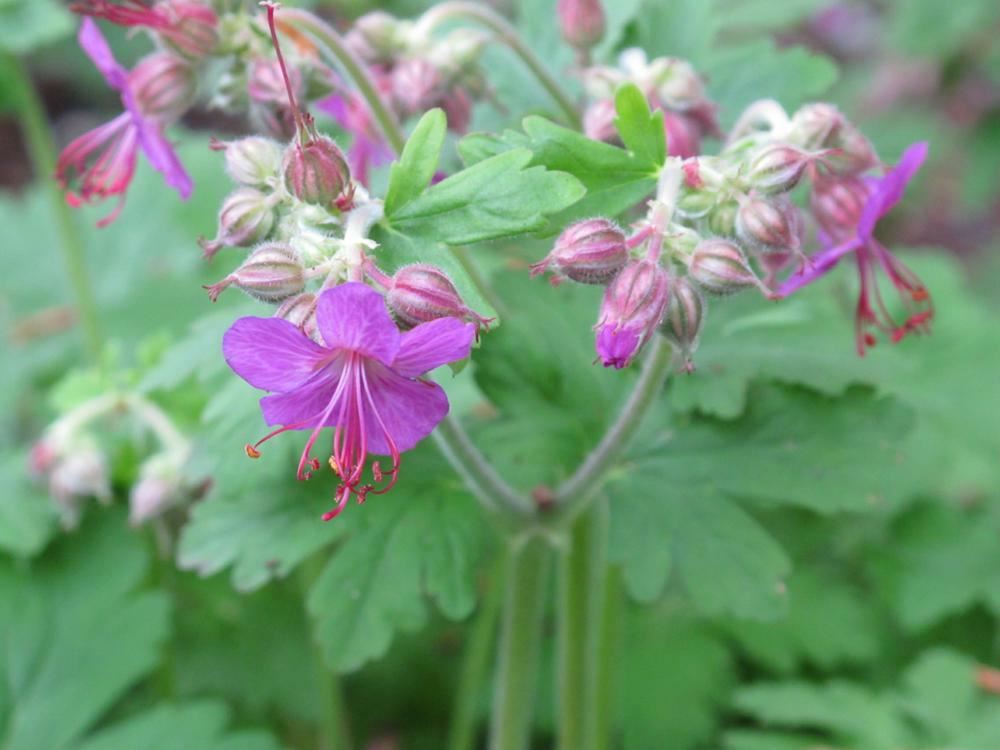 Plantenfiche-Geranium-macrorrhizum-Bevan-s-Variety-