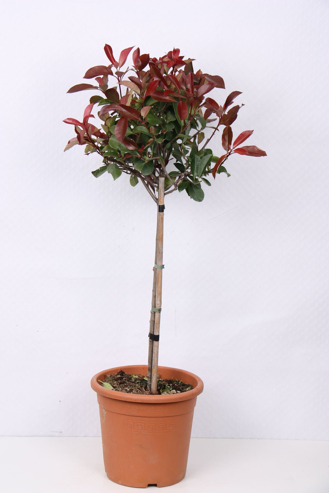 Photinia x fraseri 'Red Robin' - pot 9L - geënt op stam