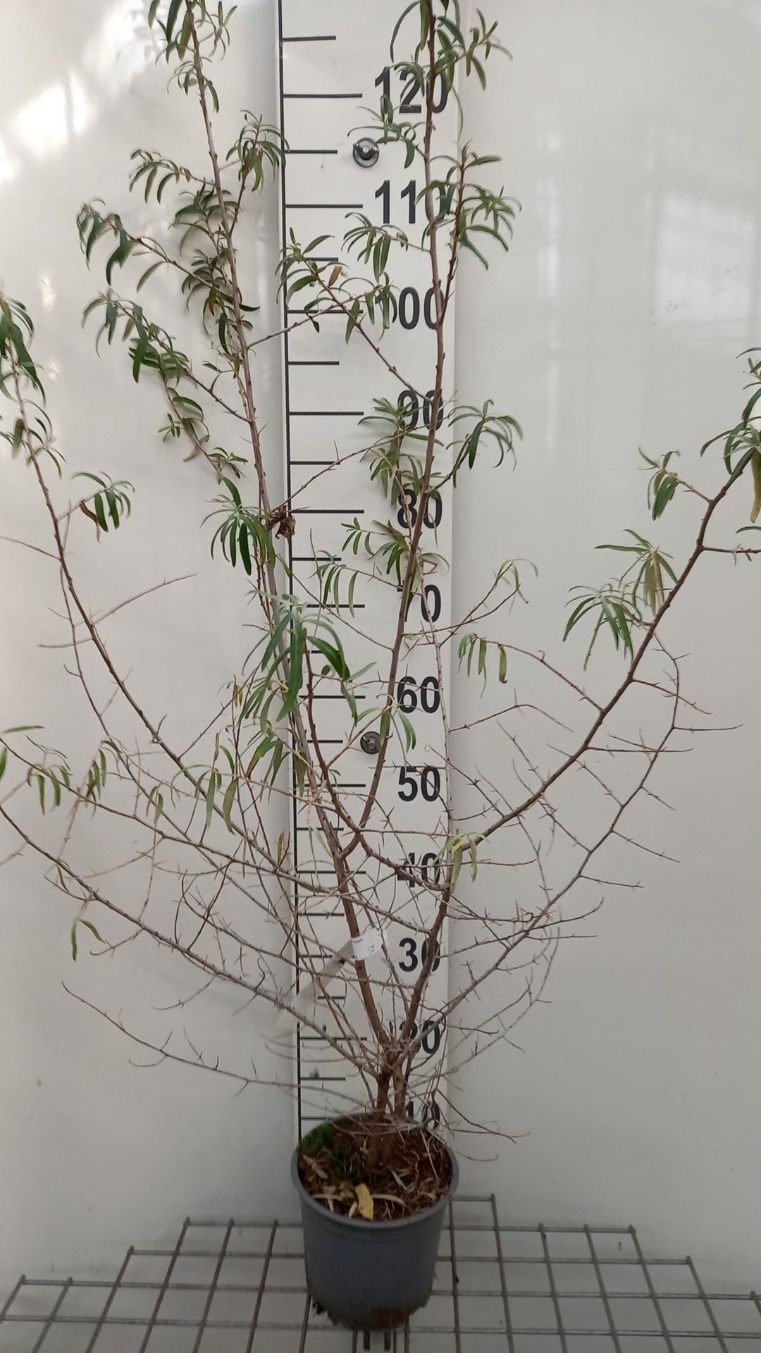 Hippophae rhamnoides - pot 2L - 50-60 cm