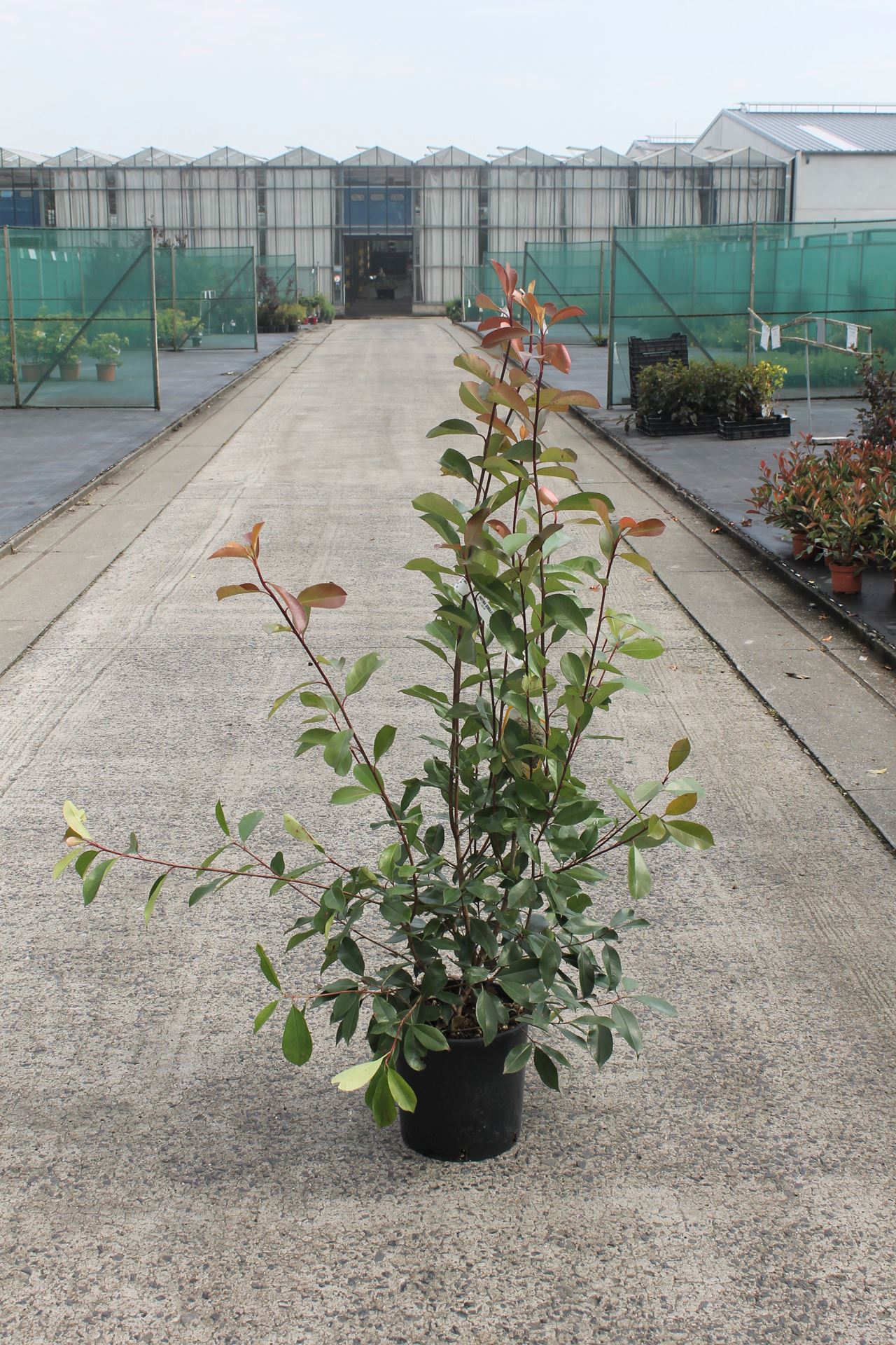 Photinia x fraseri 'Red Robin' - pot 12L - 125-150 cm