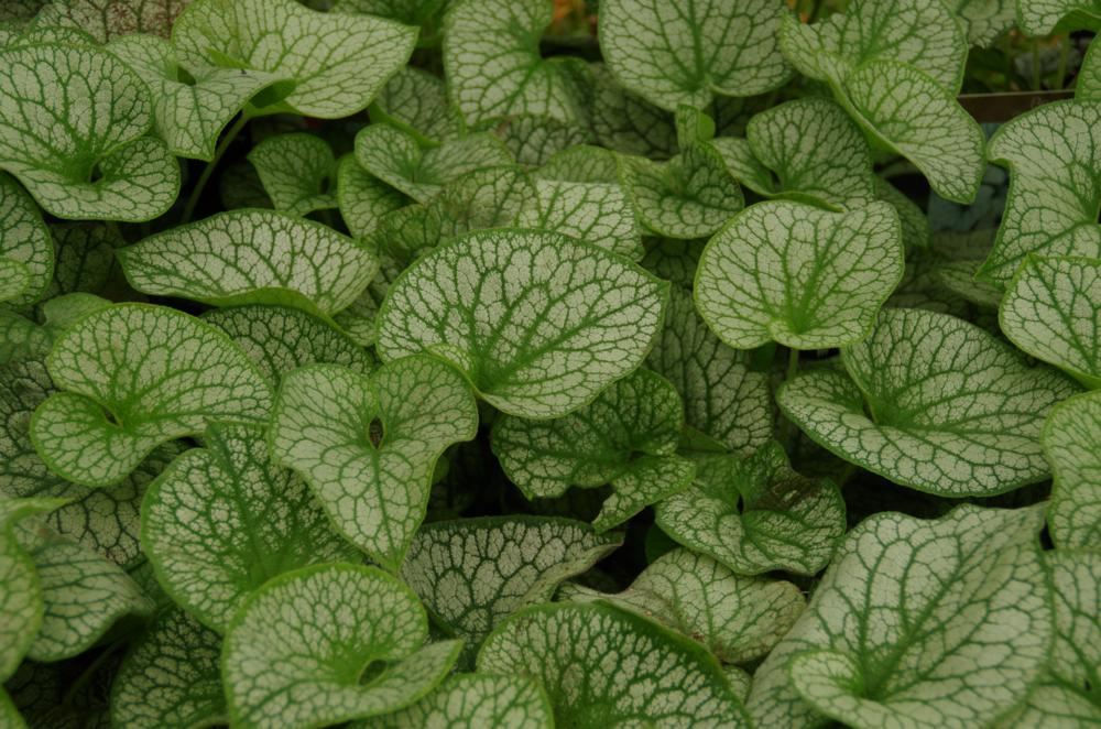 Plantenfiche-Brunnera-macrophylla-Alexander-s-Great-