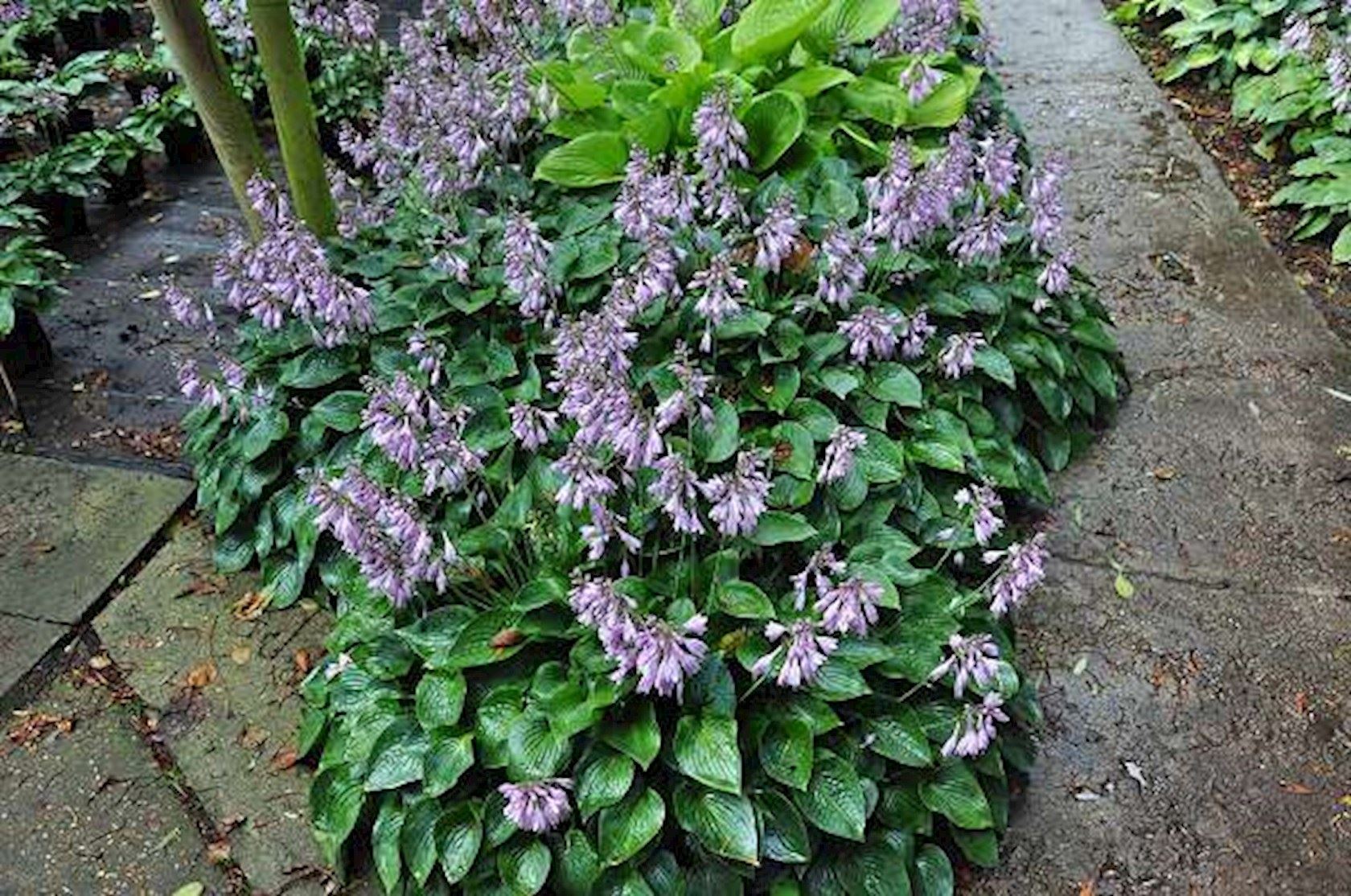 Plantenfiche-Hosta-Blue-Cadet-
