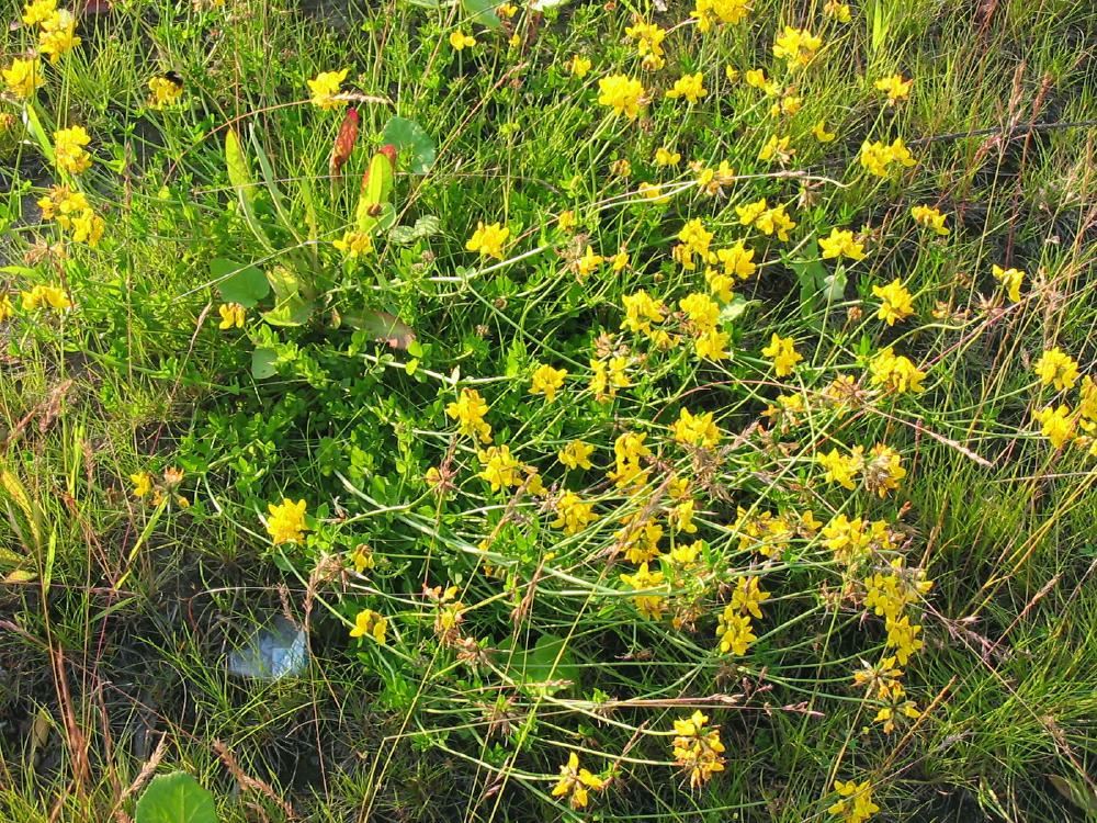 Plantenfiche-Lotus-corniculatus