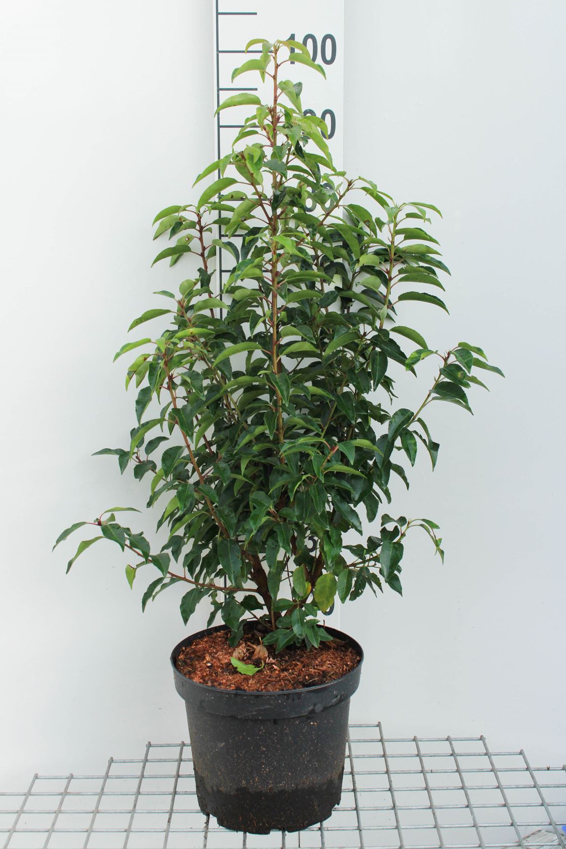 Prunus lusitanica 'Angustifolia' - pot 7,5L - 60-80 cm