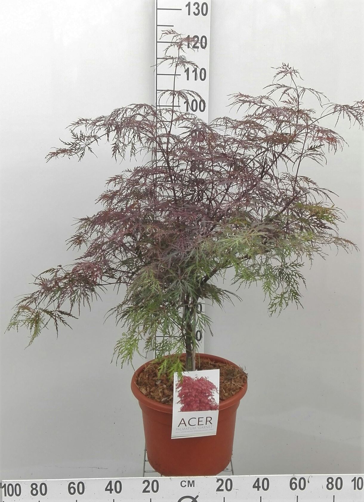 Acer palmatum 'Garnet' - pot 15L - 60-80 cm