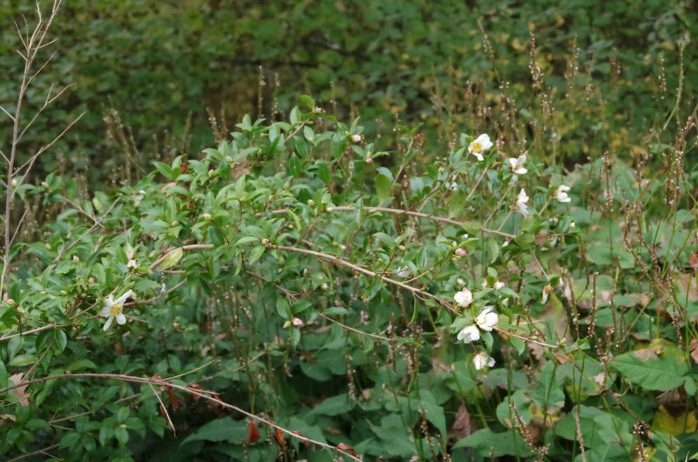 Plantenfiche-Camellia-sasanqua