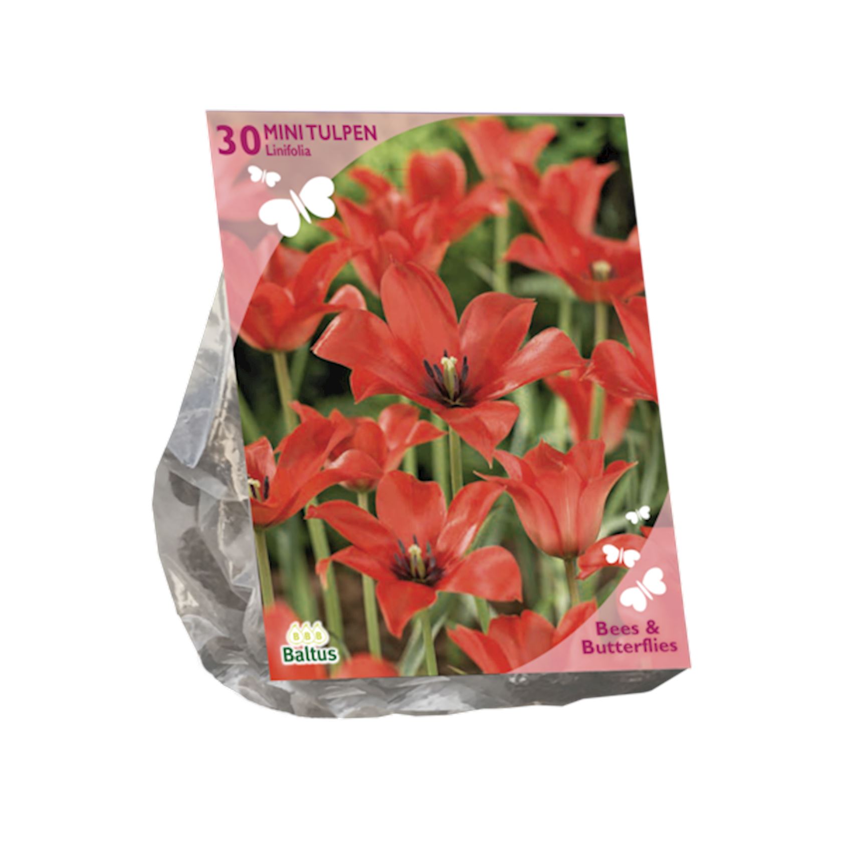 bees-butterflies-tulipa-linifolia-per-30