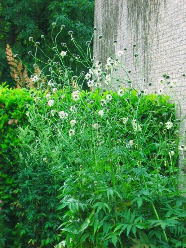 Plantenfiche-Cephalaria-gigantea