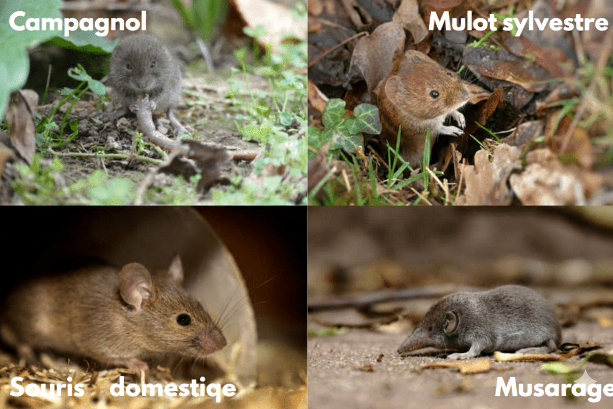 Espèce-mice_optimisée