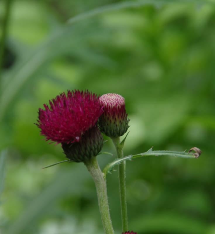 Plantenfiche-Cirsium-rivulare-Atropurpureum-