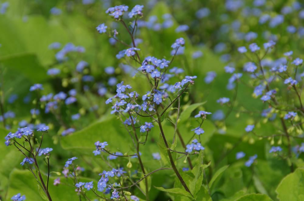 Plantenfiche-Brunnera-macrophylla