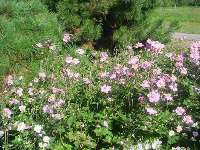 Plantenfiche-Anemone-x-hybrida-Konigin-Charlotte-