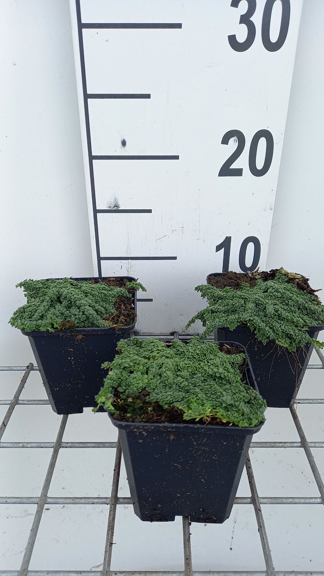 Thymus serpyllum 'Minor' - pot 9x9 cm