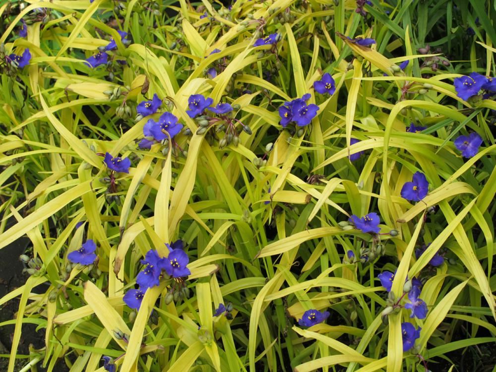 Plantenfiche-Tradescantia-Sweet-Kate-