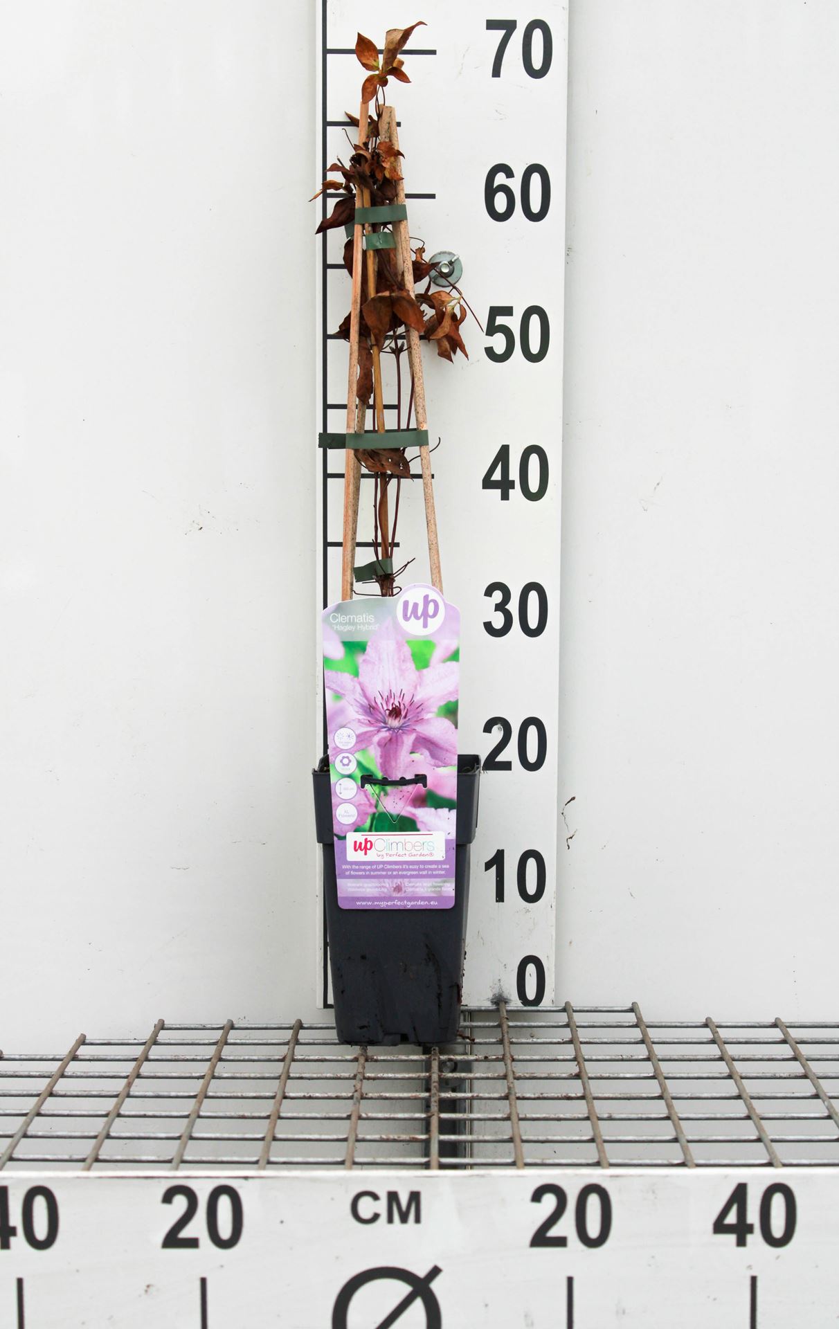 Clematis 'Hagley Hybrid' - pot - 50-60 cm