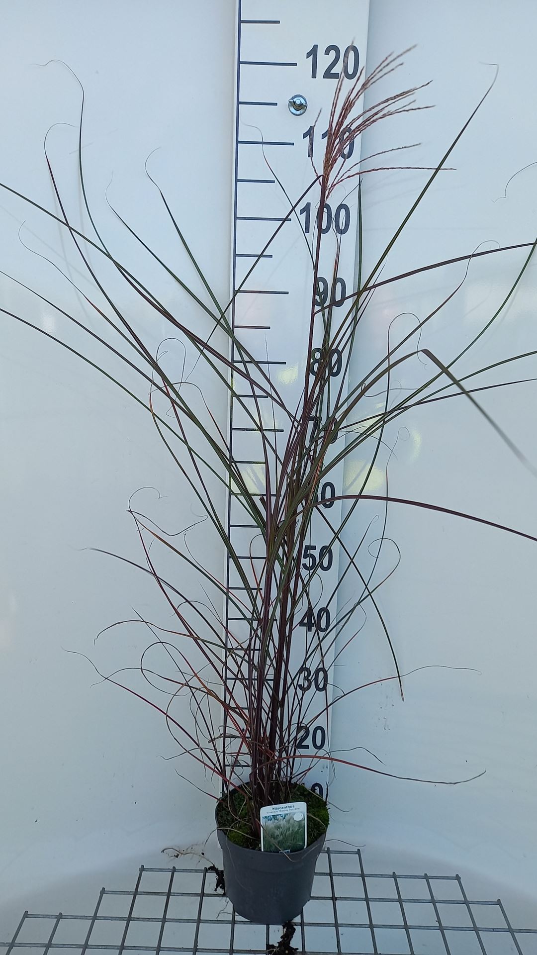 Miscanthus sinensis 'Kleine Fontäne' - pot 3L