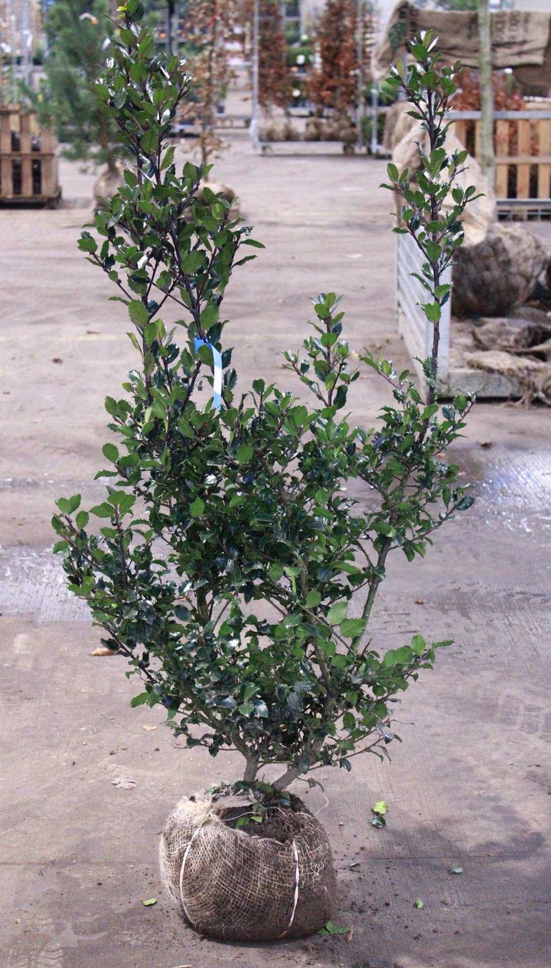 Ilex x meserveae 'Blue Prince' - clod of earth - 100-125 cm