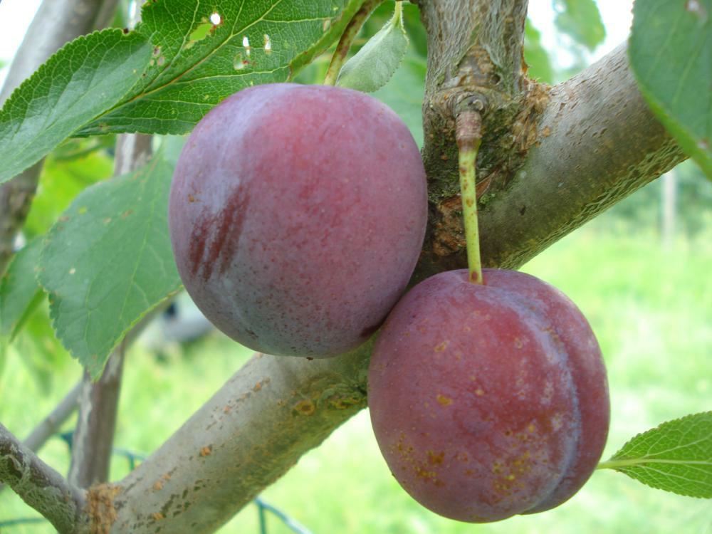 Plantenfiche-Prunus-domestica-Monsieur-Hatif-