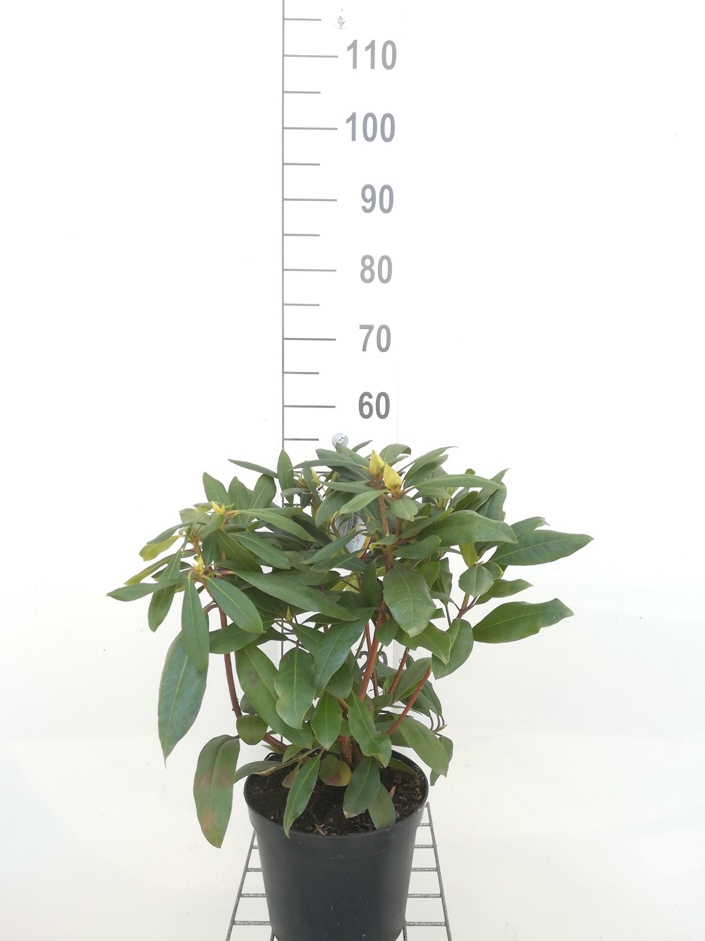 Rhododendron 'Marcel Menard' - pot - 40-50 cm