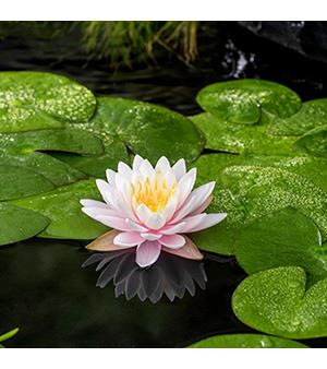 Nymphaea 'Ray Davies' - pot 11x11 cm