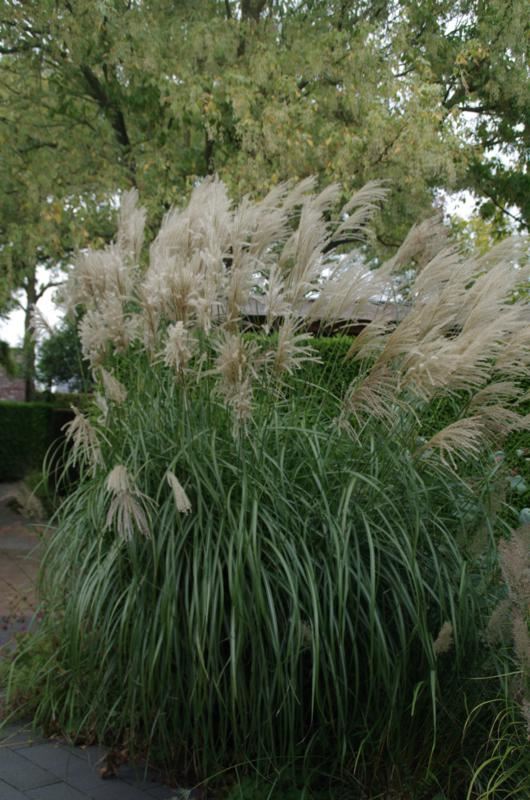 Plantenfiche-Miscanthus-sinensis-Silberfeder-