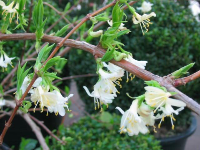 Plantenfiche-Lonicera-fragrantissima