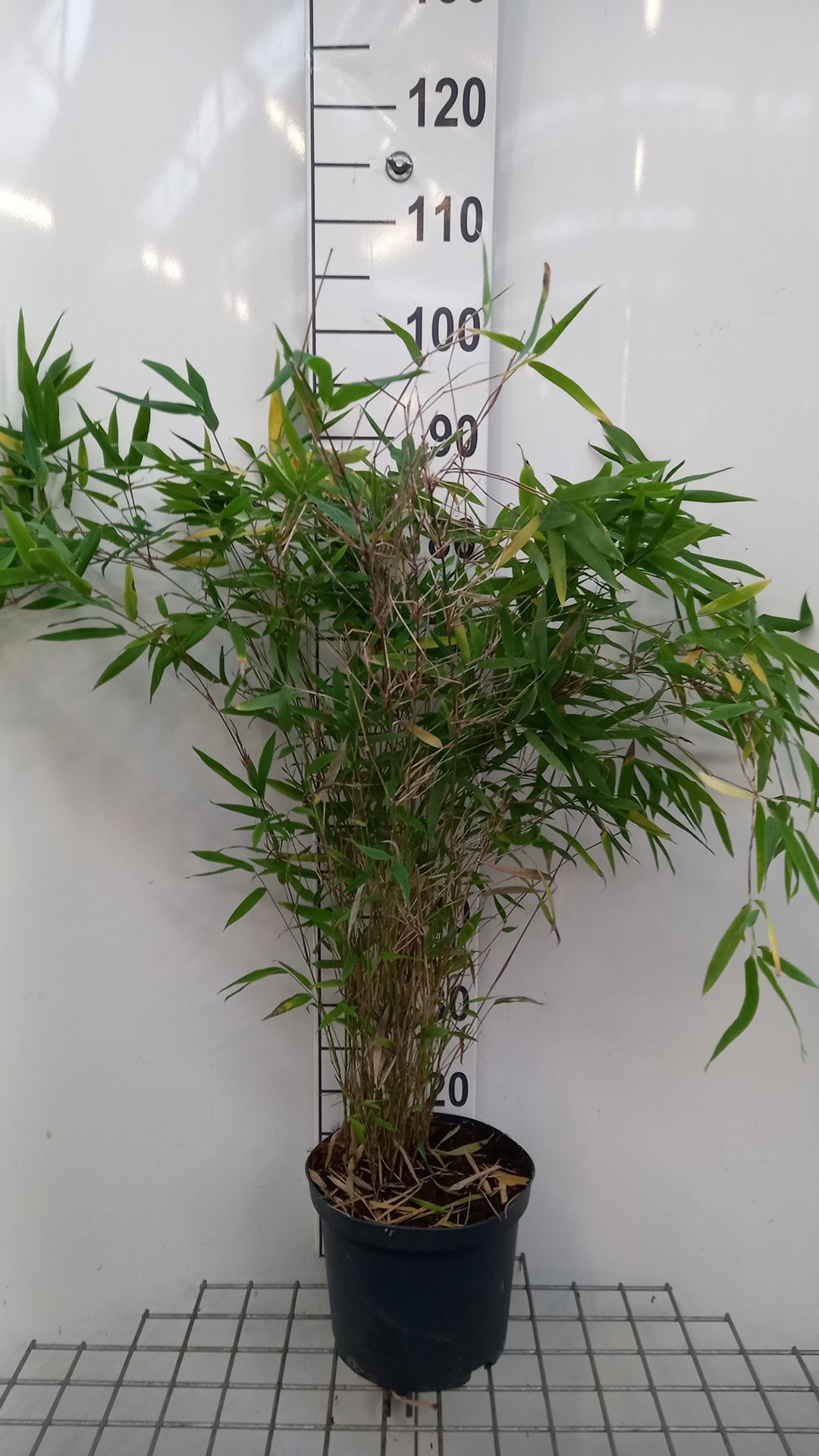 Fargesia 'Winter Joy' - pot 5L - 60-80 cm