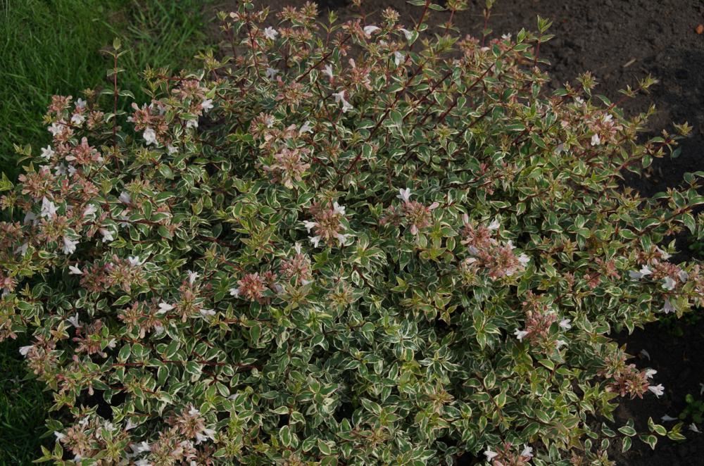 Plantenfiche-Abelia-x-grandiflora-Sparkling-Silver-