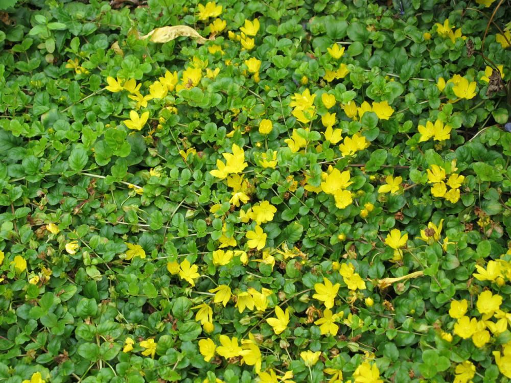 Plantenfiche-Lysimachia-nummularia