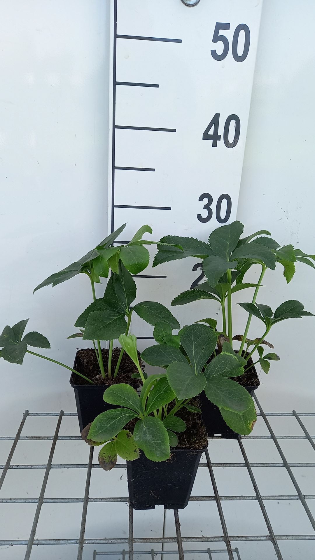 Helleborus orientalis Red Hybrids - pot 9x9 cm