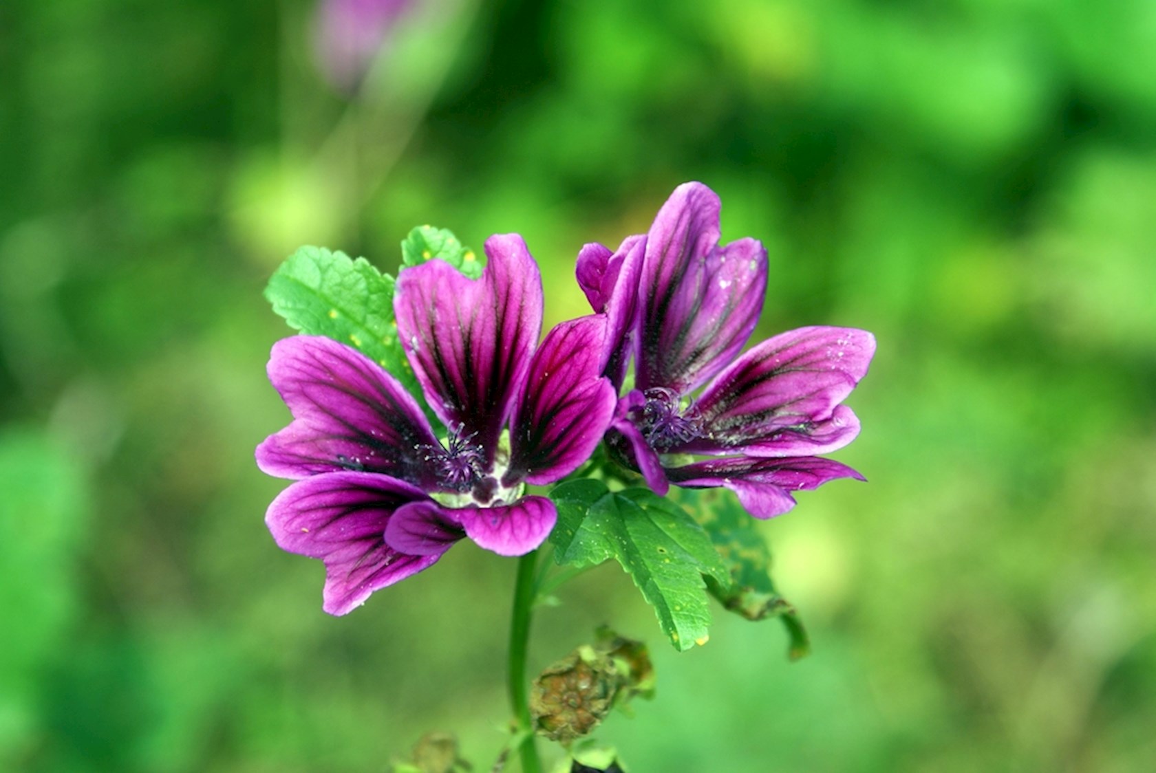 Plantenfiche-Malva-sylvestris-Zebrina-