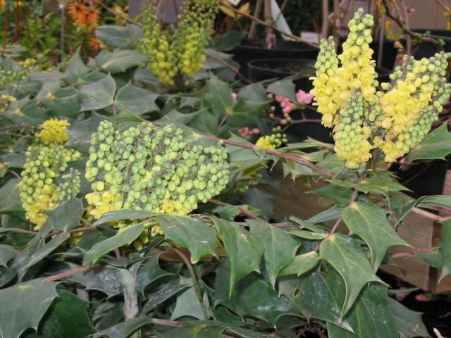 Plantenfiche-Mahonia-japonica