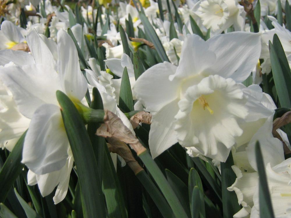 Plantenfiche-Narcissus-Mount-Hood-