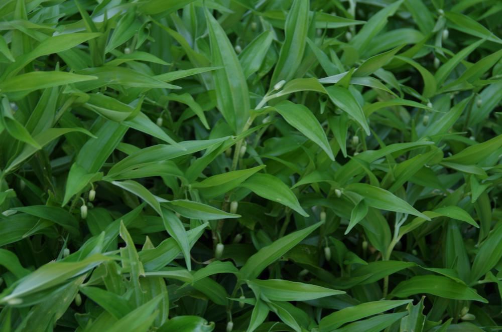 Plantenfiche-Disporopsis-pernyi