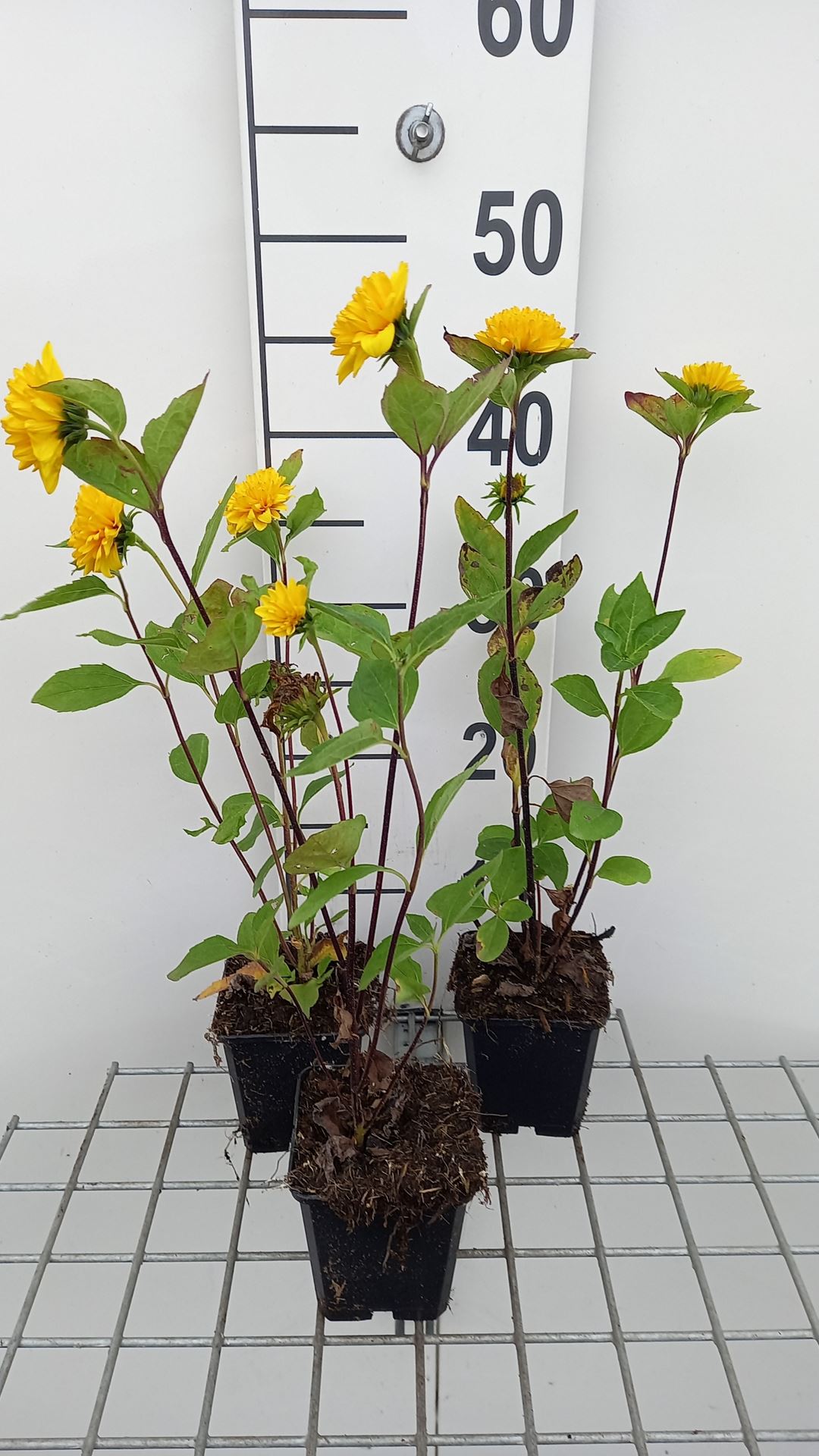Helianthus decapetalus 'Soleil d'Or' - pot 9x9 cm