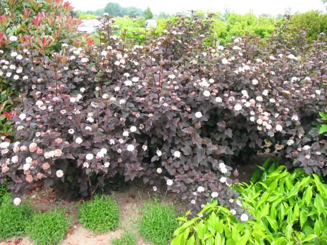 Plantenfiche-Physocarpus-opulifolius-Diabolo-