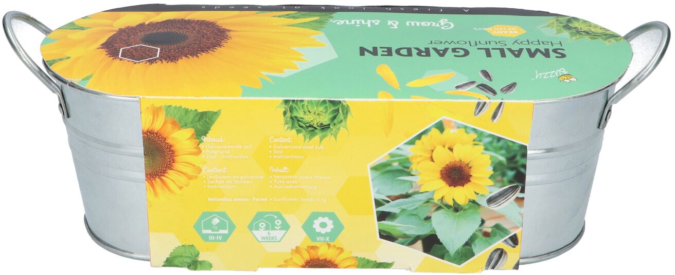 Buzzy-Small-Garden-Happy-Sunflower-6-